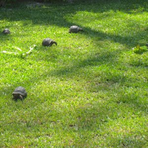 ALDABRAMAN // ALDABRA TORTOISE BREEDERS