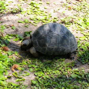 ALDABRAMAN // ALDABRA TORTOISE BREEDERS