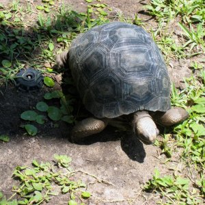 ALDABRAMAN // ALDABRA TORTOISE BREEDERS