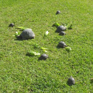 ALDABRAMAN // ALDABRA TORTOISE BREEDERS