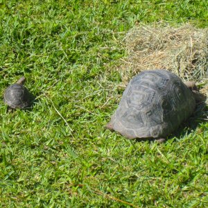 ALDABRAMAN // ALDABRA TORTOISE BREEDERS