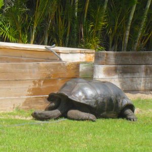 ALDABRAMAN // ALDABRA TORTOISE BREEDERS
