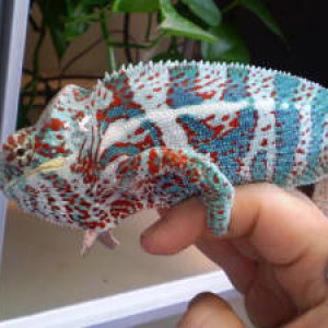 nosy faly chameleon for sale