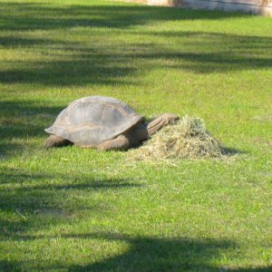 ALDABRAMAN // ALDABRA TORTOISE BREEDERS