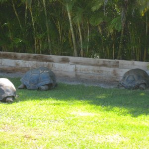 ALDABRAMAN // ALDABRA TORTOISE BREEDERS