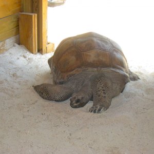 ALDABRAMAN // ALDABRA TORTOISE BREEDERS