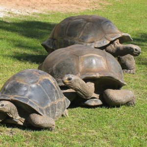 ALDABRAMAN // ALDABRA TORTOISE BREEDERS