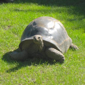 ALDABRAMAN // ALDABRA TORTOISE BREEDERS