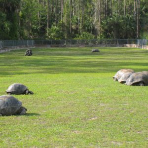 ALDABRAMAN // ALDABRA TORTOISE BREEDERS