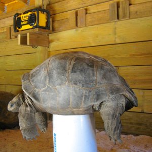 ALDABRAMAN // ALDABRA TORTOISE BREEDERS