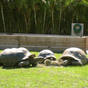 ALDABRAMAN // ALDABRA TORTOISE BREEDERS