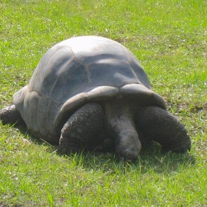 ALDABRAMAN // ALDABRA TORTOISE BREEDERS