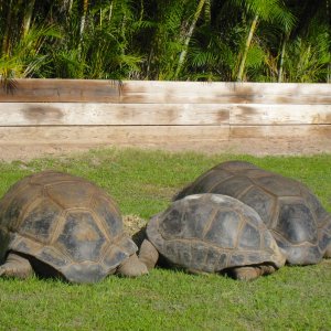 ALDABRAMAN // ALDABRA TORTOISE BREEDERS