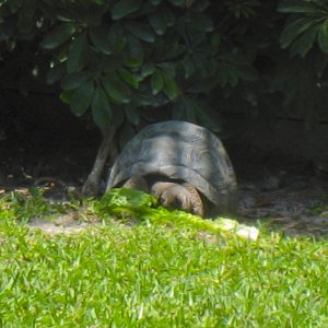 ALDABRAMAN // ALDABRA TORTOISE BREEDERS