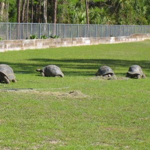 ALDABRAMAN // ALDABRA TORTOISE BREEDERS