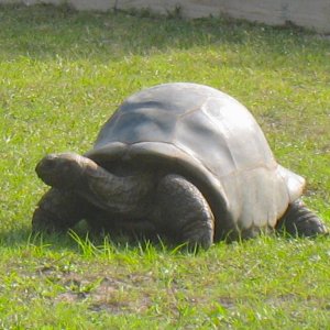 ALDABRAMAN // ALDABRA TORTOISE BREEDERS
