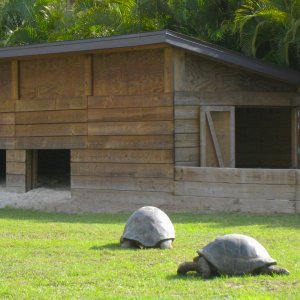 ALDABRAMAN // ALDABRA TORTOISE BREEDERS