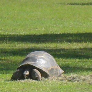 ALDABRAMAN // ALDABRA TORTOISE BREEDERS