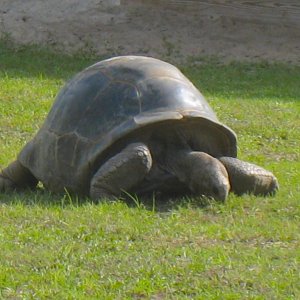 ALDABRAMAN // ALDABRA TORTOISE BREEDERS