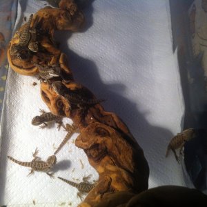 Bearded Dragons