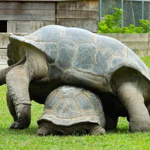 ALDABRAMAN // ALDABRA TORTOISE BREEDERS