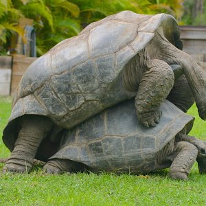 ALDABRAMAN // ALDABRA TORTOISE BREEDERS