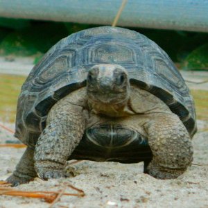 ALDABRAMAN // ALDABRA TORTOISE BREEDERS