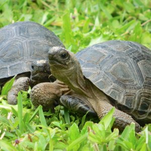 ALDABRAMAN // ALDABRA TORTOISE BREEDERS