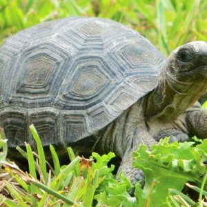 ALDABRAMAN // ALDABRA TORTOISE BREEDERS