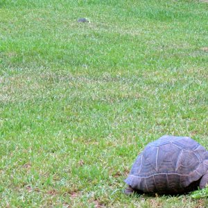 ALDABRAMAN // ALDABRA TORTOISE BREEDERS