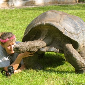 ALDABRAMAN // ALDABRA TORTOISE BREEDERS