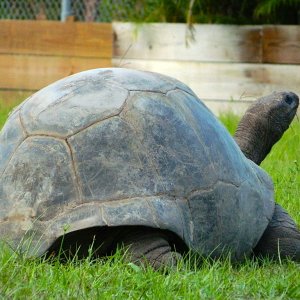 ALDABRAMAN // ALDABRA TORTOISE BREEDERS