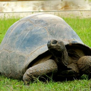 ALDABRAMAN // ALDABRA TORTOISE BREEDERS