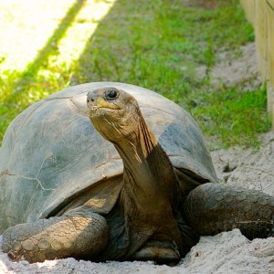 ALDABRAMAN // ALDABRA TORTOISE BREEDERS