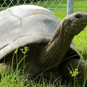 ALDABRAMAN // ALDABRA TORTOISE BREEDERS