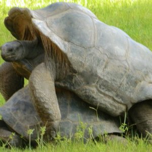 ALDABRAMAN // ALDABRA TORTOISE BREEDERS