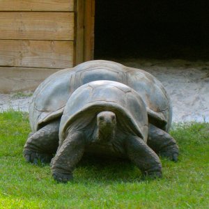 ALDABRAMAN // ALDABRA TORTOISE BREEDERS
