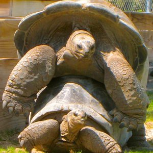 ALDABRAMAN // ALDABRA TORTOISE BREEDERS