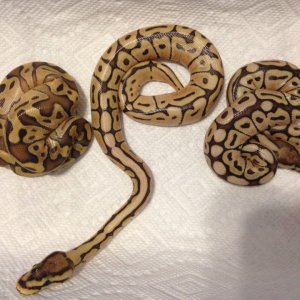 Enchi mojave and mojave spider poss enchi 2014 clutch
