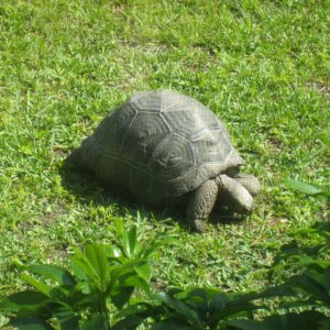 ALDABRAMAN // ALDABRA TORTOISE BREEDERS