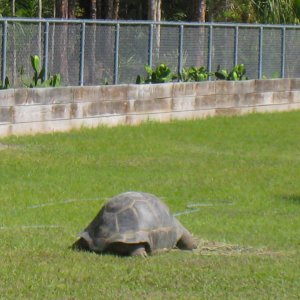 ALDABRAMAN // ALDABRA TORTOISE BREEDERS