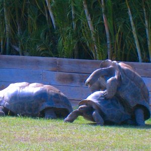 ALDABRAMAN // ALDABRA TORTOISE BREEDERS