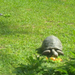 ALDABRAMAN // ALDABRA TORTOISE BREEDERS