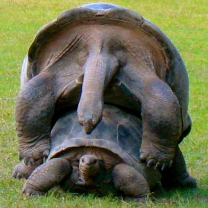 ALDABRAMAN // ALDABRA TORTOISE BREEDERS