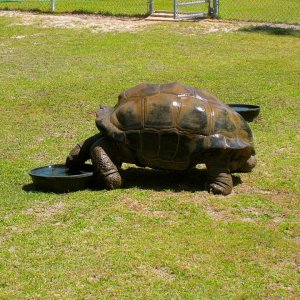 ALDABRAMAN // ALDABRA TORTOISE BREEDERS