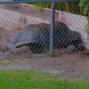 ALDABRAMAN // ALDABRA TORTOISE BREEDERS