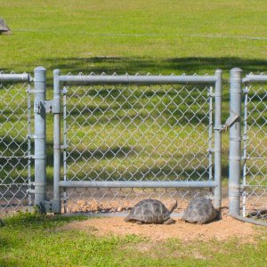 ALDABRAMAN // ALDABRA TORTOISE BREEDERS