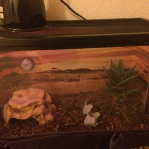 African fat tail gecko