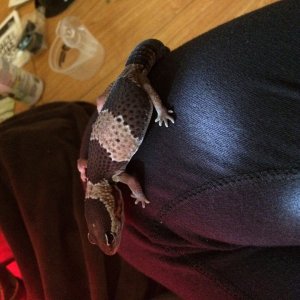 African fat tail gecko