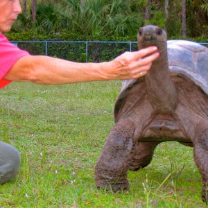 ALDABRAMAN // ALDABRA TORTOISE BREEDERS